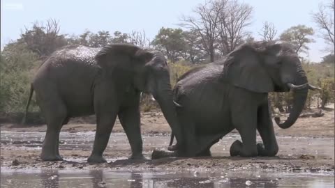 Best of African Animals - Top 5 - BBC Earth