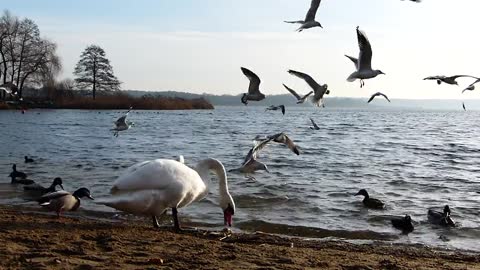 Swans The Seagulls Ducks Feeding Food Eating