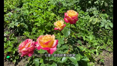 品种介绍（20）红双喜Variety introduction-Double Delight Rose, December 17, 2022