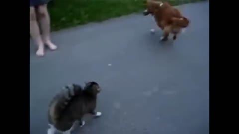 Angry cats VS Dogs funny compliation