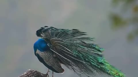 Blue peacock