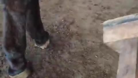 Hoof treatment - satisfied by skilled craftsmen.