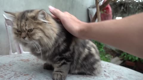 How Cat React When Seeing Stranger 1st Time Running or Being Friendly I Viral Cat