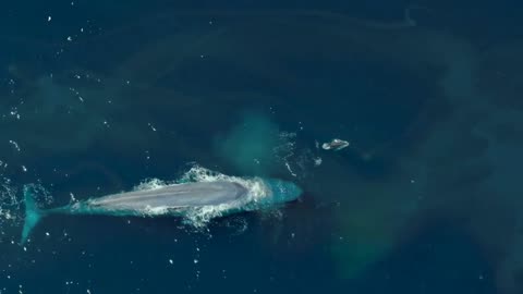 blue whale and dolphins 🐋🌊❤️