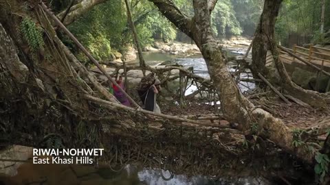 Living Root Bridges ,in Meghalaya