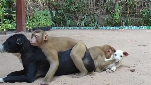 Dog and monkey fun