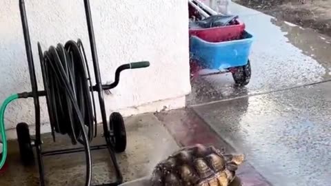 A humorous image depicts a cheerful turtle next to a water fountain.