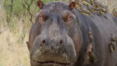 Hippo vs Lion Clan | Natural World | BBC Earth