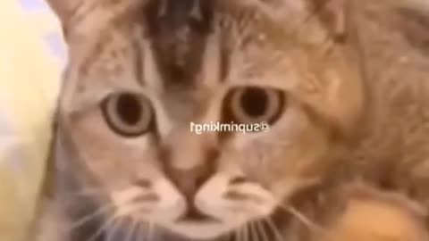 Funniest Cats Reaction Of All Time