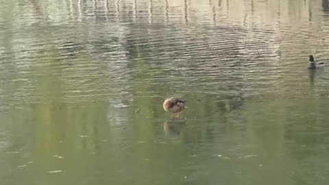 Funny duck video on ice