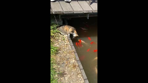 Kitten textbook fishing