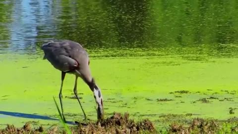 Great Blue Heron Swallowing Carp