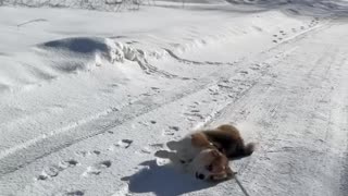 Lazy Dog Gets Dragged Through The Snow During Walk