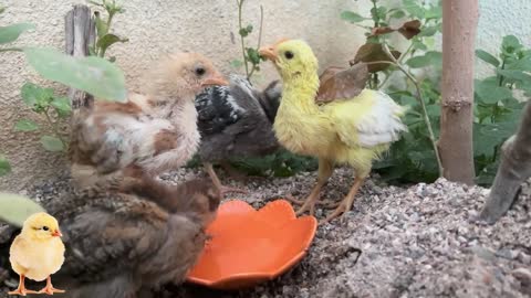 Satisfying video🐥Cute baby chicks🐥Fooding chicks