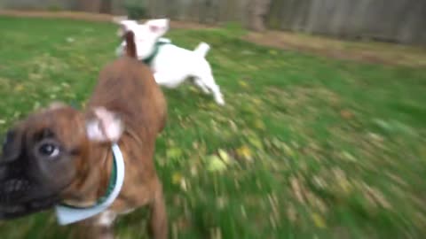 Why you shouldn't get two puppies at once! _ Boxer puppies