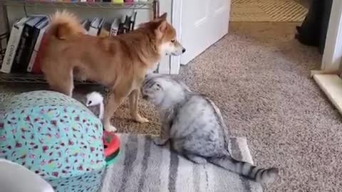 Dog vs cat 🥰