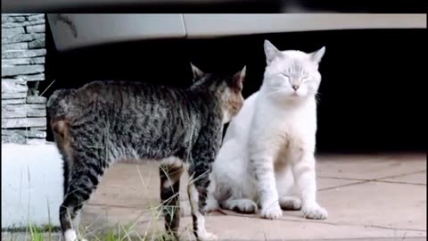 cat and cat fighting. A fight between two friends over a girlfriend