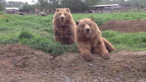 Waving Bears Olympic Wildlife Farm IMG 0410