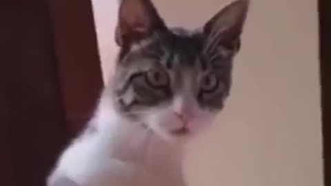 Very funny cat video 🤣