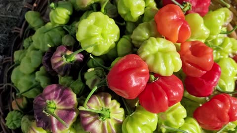 A Quick Look At Some Of The Aji Dulce or Aji Cachucha Peppers We Grew Last Year