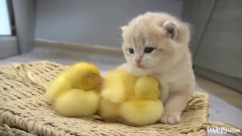 Ducklings love the baby kitten Shan.Jump up and sleep together