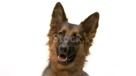 Cute German Shepherd With His Cute Eyes