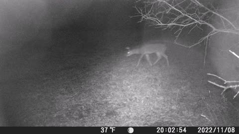 Buck Videos Of The Rut And More! 2022