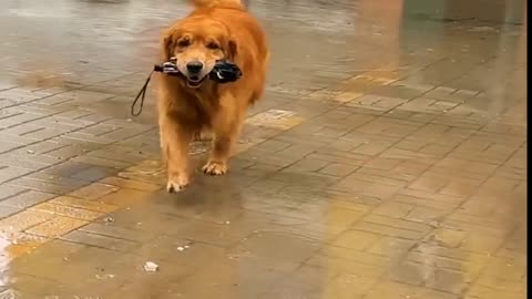 Dog helped his owner with the umbrella very helping doggy