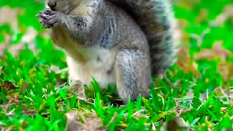 Squirrel eating food