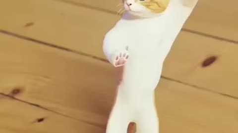 Cute cat 🐱🐱 dance video 🤣🤣 funny cat 🐱🐱#cat #cat