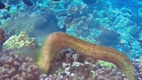 Is this a moray eel feeding on an octopus?