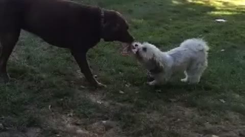 A Chocolate Lab and Havenese Play Tug-of-War