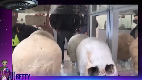 Museum Collection of 43 elongated Skulls. Most have both hair and teeth.