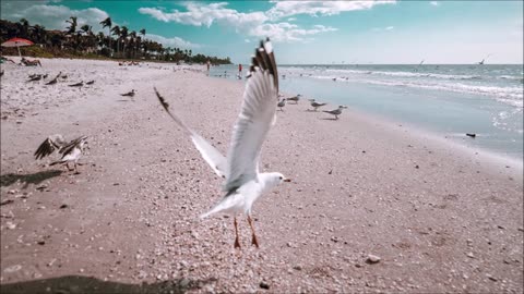 Seagull Beach Sound Effect