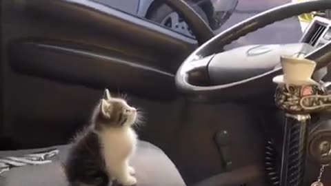 Funny cat try to drive this car | Funny Cat