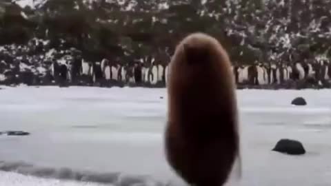 the animal walks in the snow