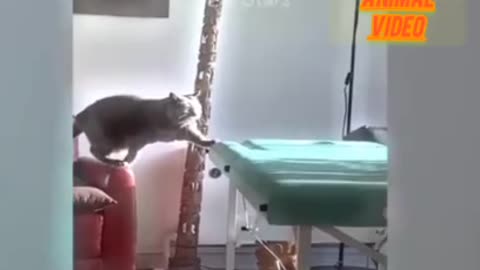 Funny animal video of dog and cat 😺😅