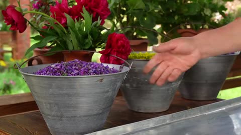 Harvesting Nature's Delights: Picking wild flowers and crafting sweet treats for tea.