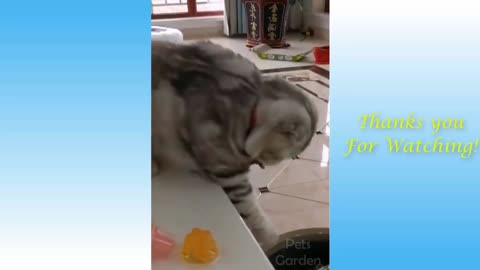 Cat and Jelly