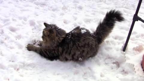 Siberian cats on the snow