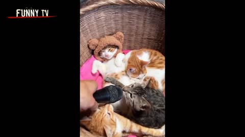 💘😹 🐶🤣 #Shorts #baby #Cats #Cute #Funny #Cat #Videos #Compilation #funny #funnyvideo #animals #dog