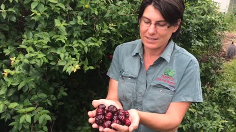 Brazilian Cherry - Black Beauty - Black Brazilian Cherry in Exclusion Orchard