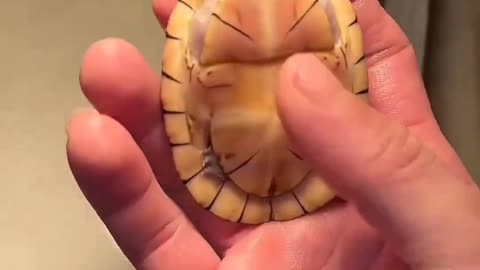 Turtle laugh