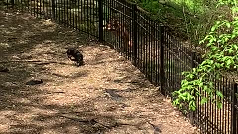 New Iron Fence Doesn't Stop Dog from Escaping