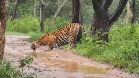 look lion How to drink water. Valmiki Nagar tiger reserve