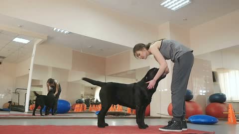 Young girl caress a dog and give him the snacks