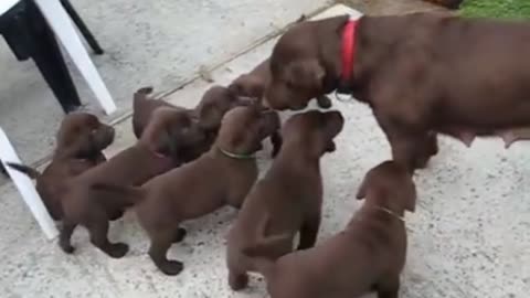 chiots labrador chocolat - lab puppies.