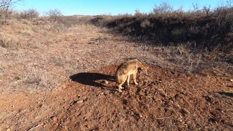 GH010024 Beautiful Texas Coyote on a Bone in the Road set