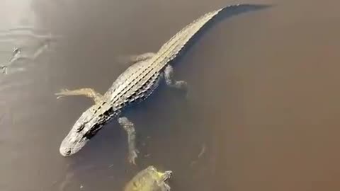 Turtle High Fives Gator