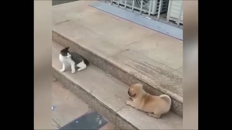 Funny Cat & dog